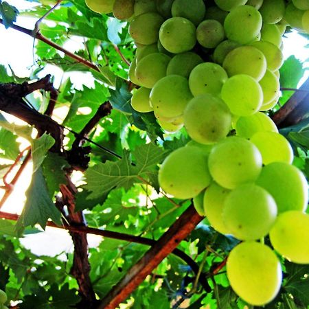 Villa Gloria Mimice Ngoại thất bức ảnh
